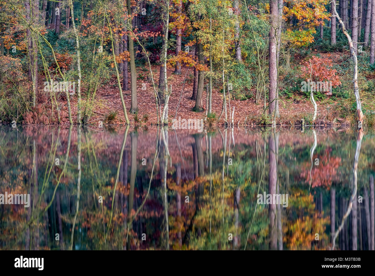 Herbstfarben am Toten See, Delamere Forest, Delamere, Cheshire, England, Großbritannien Stockfoto