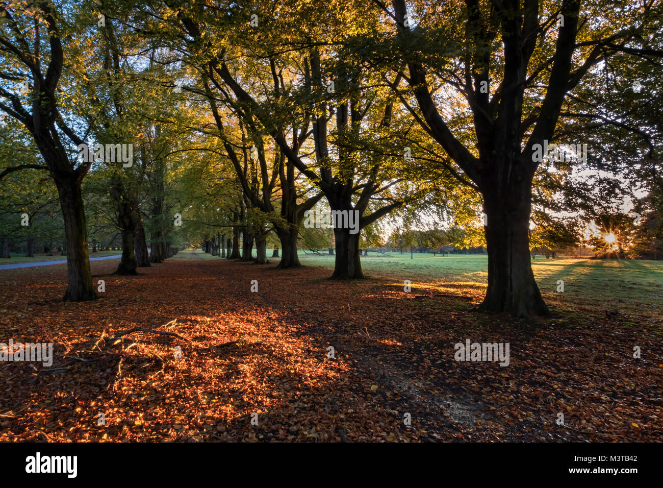 Zwischen der Buchen, Herbst Buche Allee in Tatton Park, in der Nähe von Knutsford, Cheshire, England, Großbritannien Stockfoto