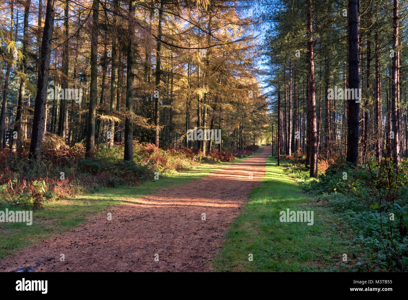 Herbst in Delamere Forest, Delamere, Cheshire, England, Großbritannien Stockfoto