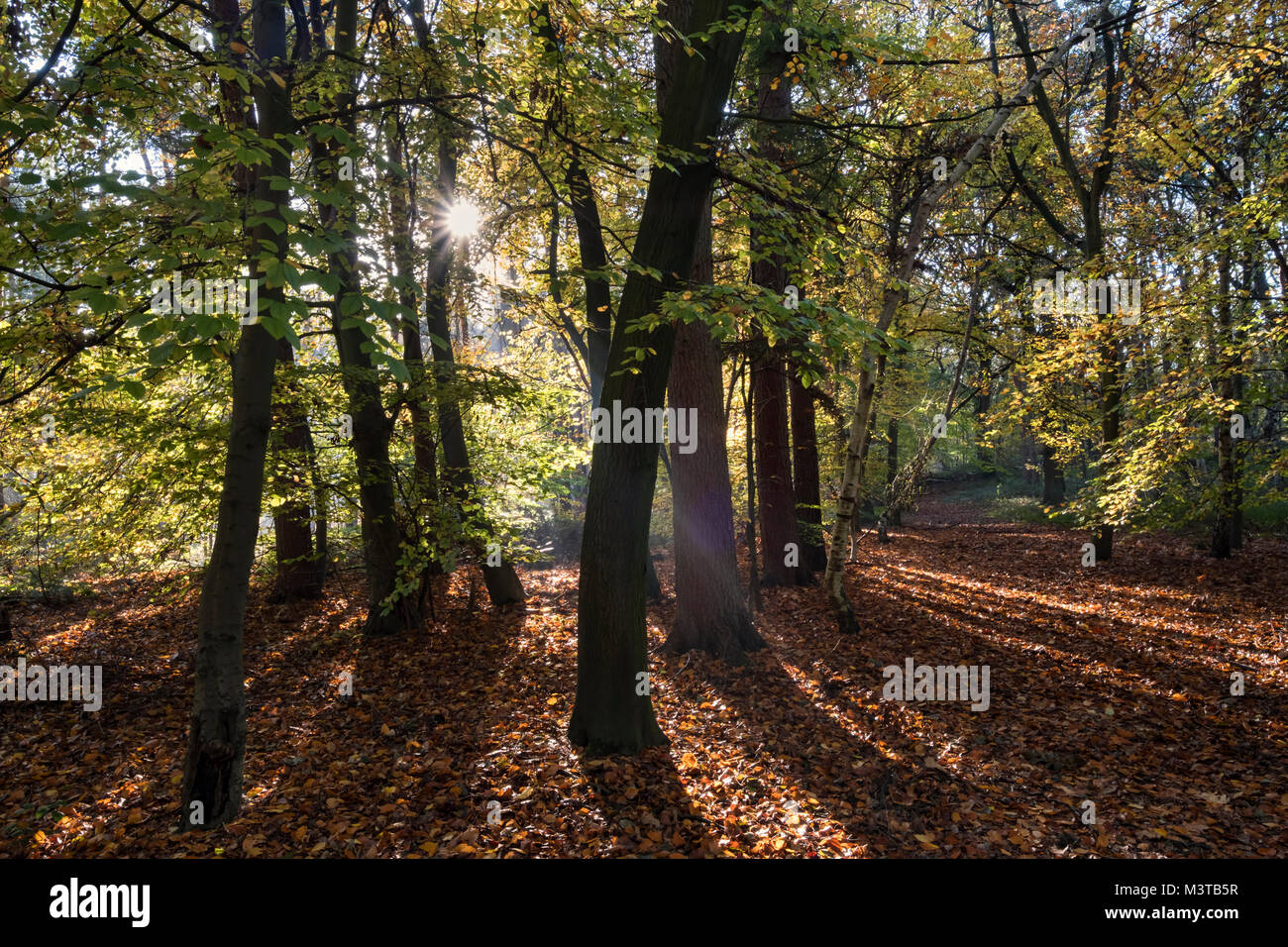 Sonnenstrahlen, Delamere Wald im Herbst, Delamere, Cheshire, England, Großbritannien Stockfoto