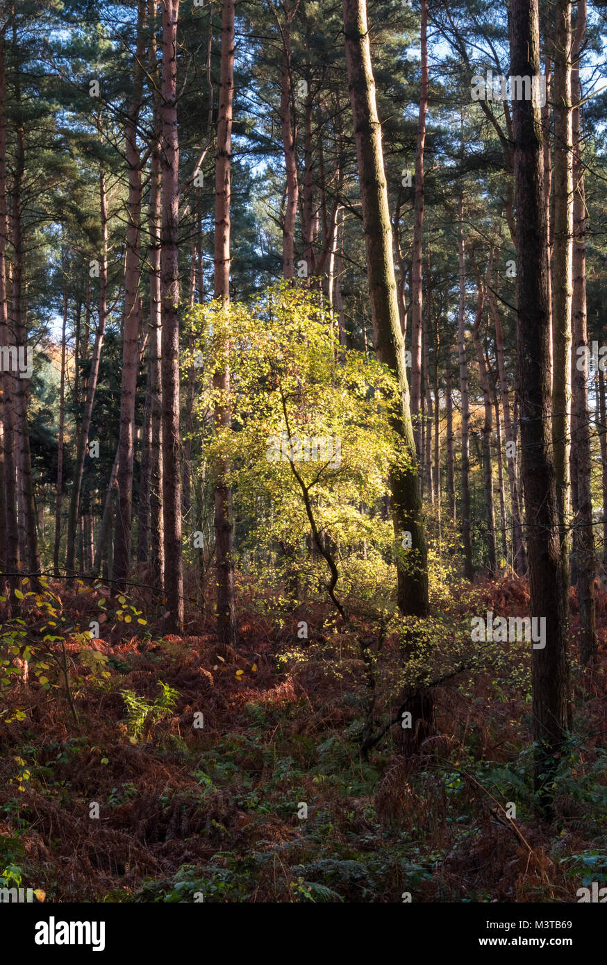 Wald Licht, Buche Bäumchen im Herbst, Delamere Forest, Delamere, Cheshire, England Großbritannien Stockfoto
