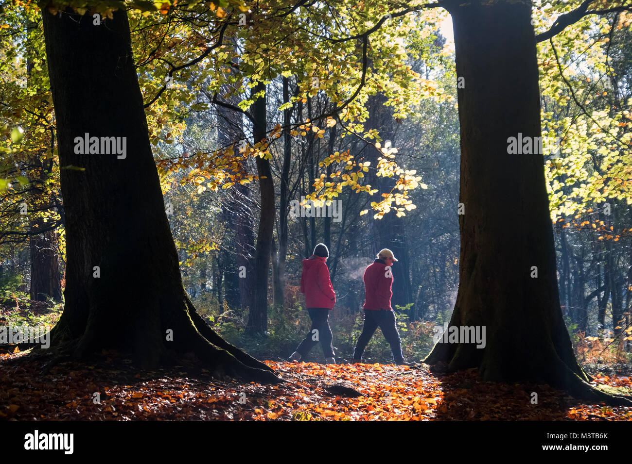 Herbst Spaziergang, Delamere Forest, Delamere, Cheshire, England, Großbritannien Stockfoto