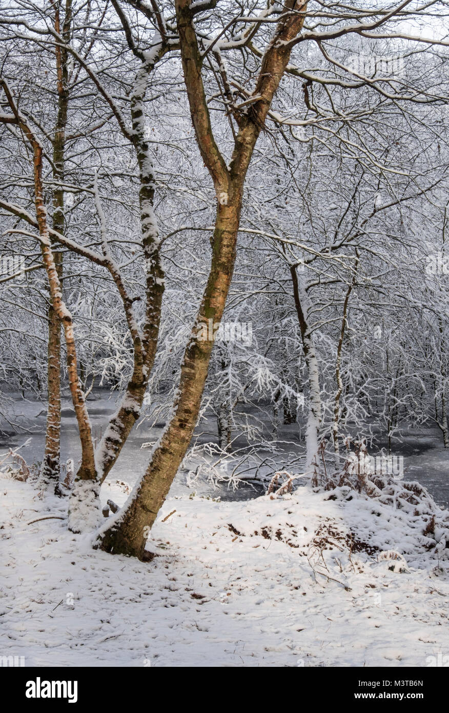 Winter Wonderland, Delamere Forest im Winter, Delamere, Cheshire, England, Großbritannien Stockfoto