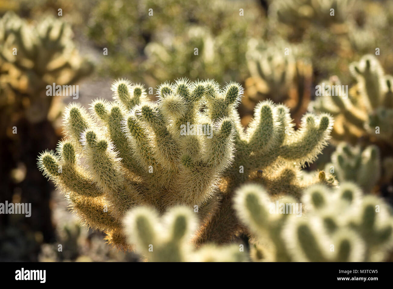Nahaufnahme von Cholla Cactus im Joshua Tree National Park, Kalifornien Stockfoto