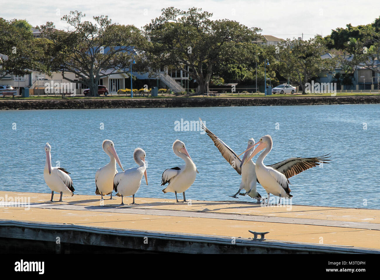 Herde der Australischen Pelikane im Marina, Shorncliffe, Queensland, Australien Stockfoto