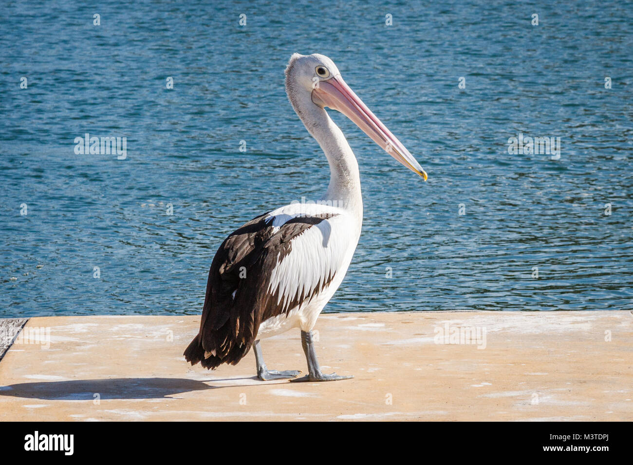 Australian pelican an der Marina. Volle Größe. Queensland, Australien Stockfoto