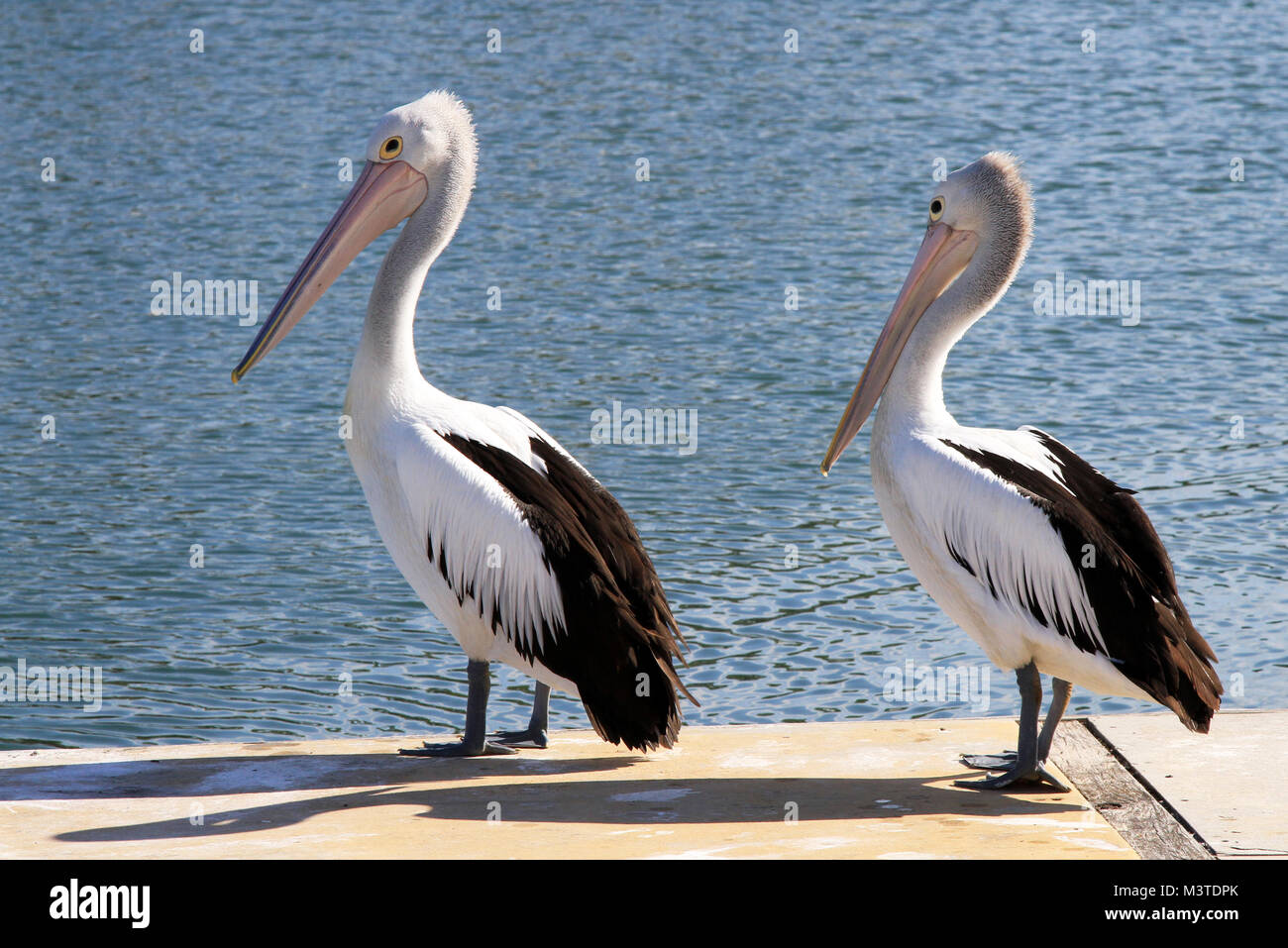Zwei Australische pelikane an der Marina. Volle Größe. Queensland, Australien Stockfoto