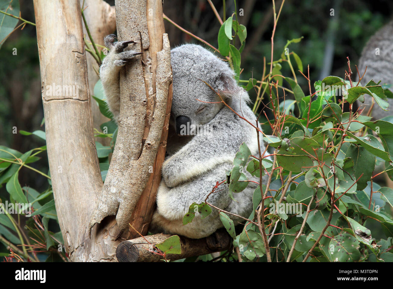 Koala schlafend auf einem Baum, Queensland, Australien Stockfoto