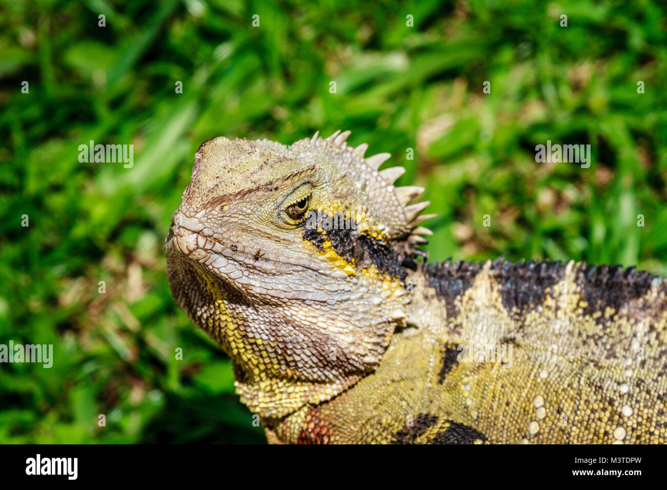 Rüschen neck Lizard, Queensland, Australien. Close Up. Stockfoto