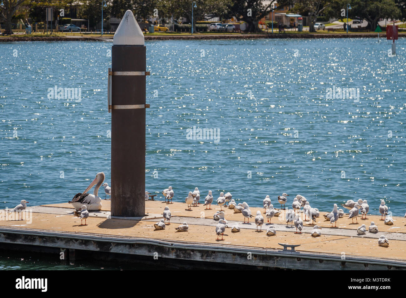 Möwen und ein Pelikan in der Marina. Queensland, Australien Stockfoto
