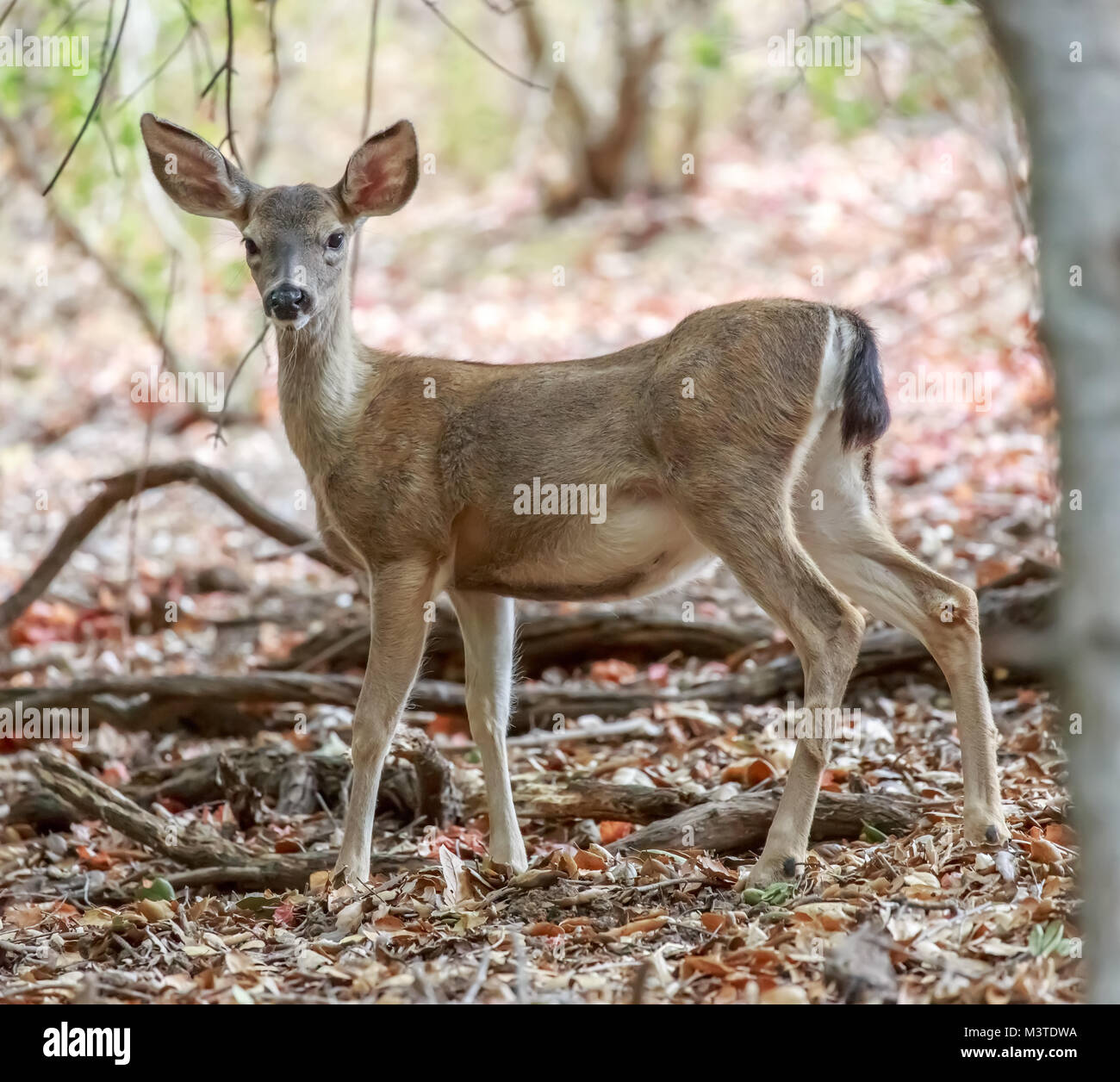 Schwarz-tailed deer (Odocoileus Hemionus) in Alarmbereitschaft. Stockfoto