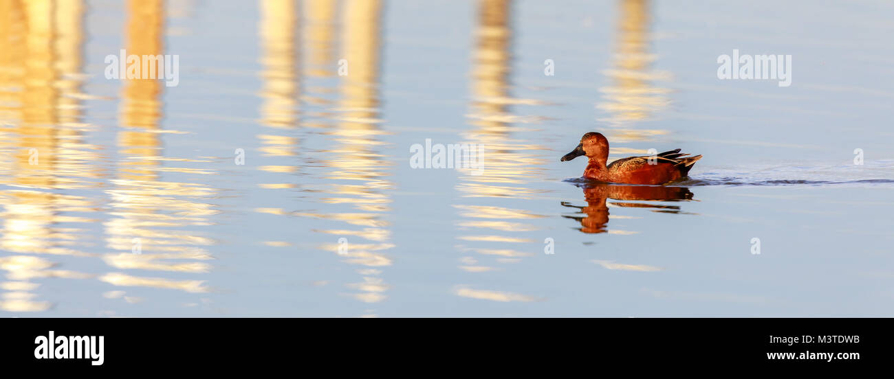 Cinnamon Teal (Anas cyanoptera) erwachsenen männlichen Waten in der Bucht von San Francisco. Stockfoto