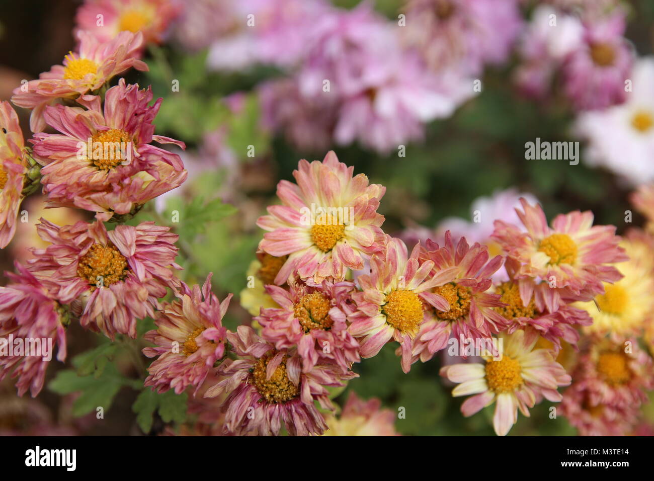 Verwelkte Gänseblümchen im Herbst, Südkorea Stockfoto