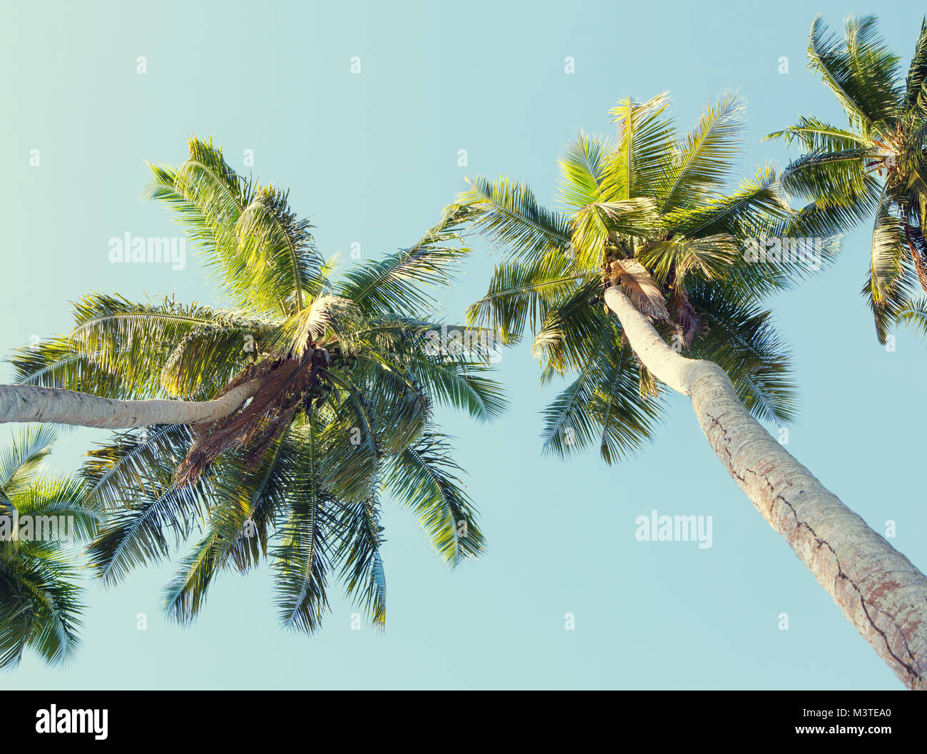 Kokospalmen am Himmel Hintergrund. Low Angle View. Getonten Bild Stockfoto