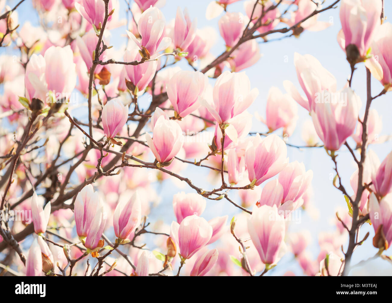 Schönes Licht Pink Magnolia Blumen im sonnigen Morgen. Flache Freiheitsgrad. Getonten Bild Stockfoto