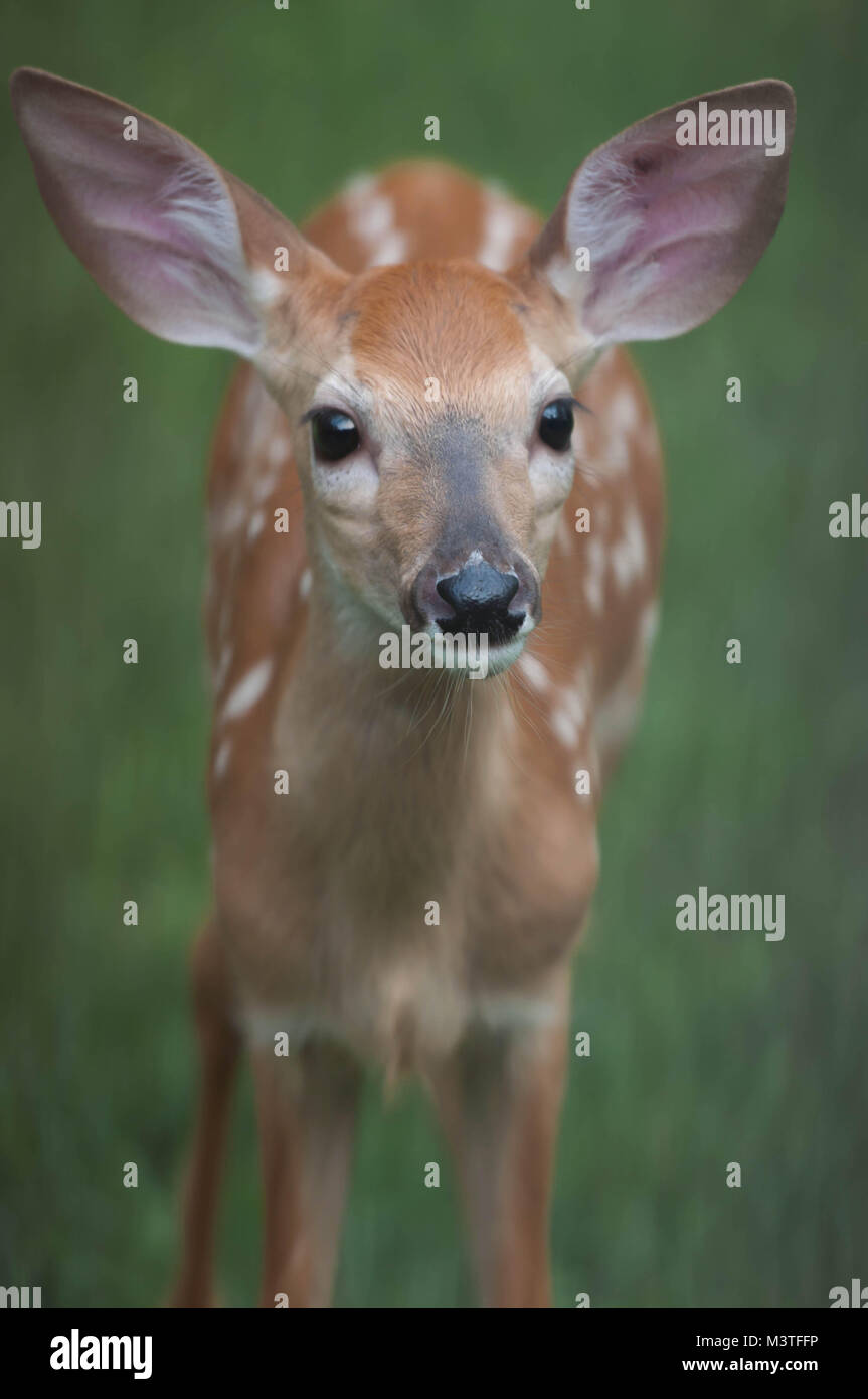 Baby Whitetail Deer Fawn Closeup Stockfoto