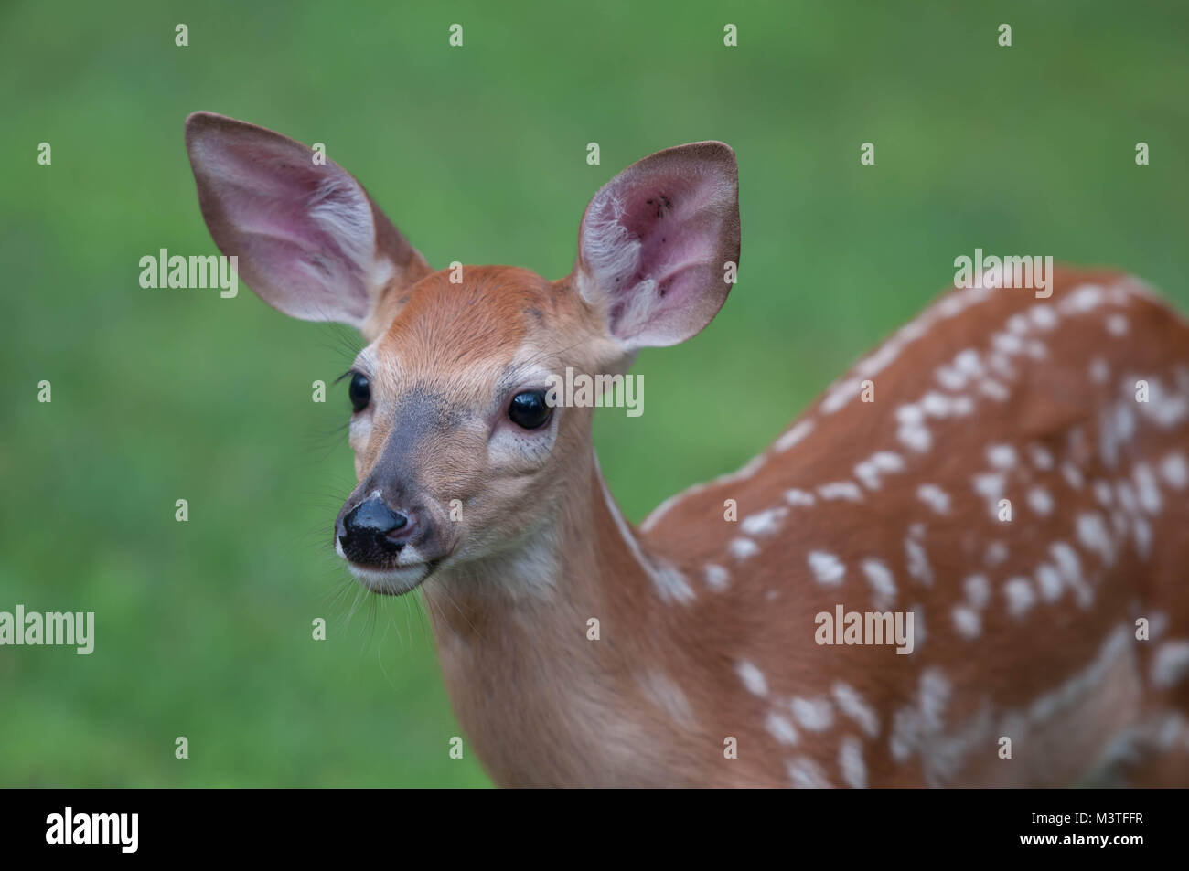 Baby Whitetail Deer Fawn Closeup Weg schauen Stockfoto