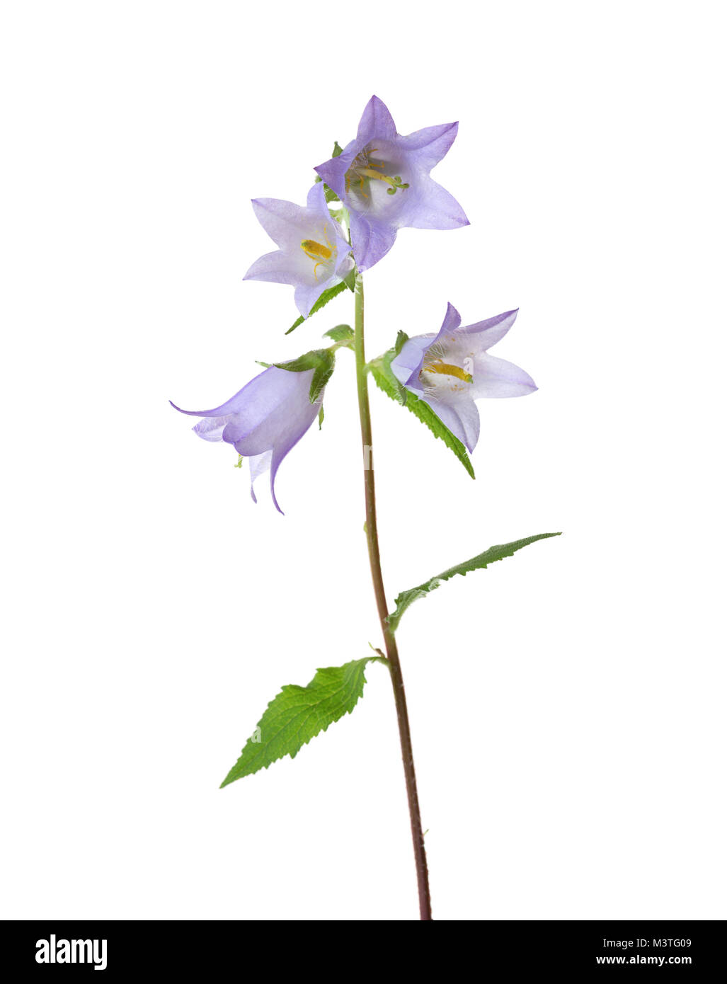 Leicht violett Glockenblumen auf Weiß isoliert. Nessel-leaved Bellflower Stockfoto