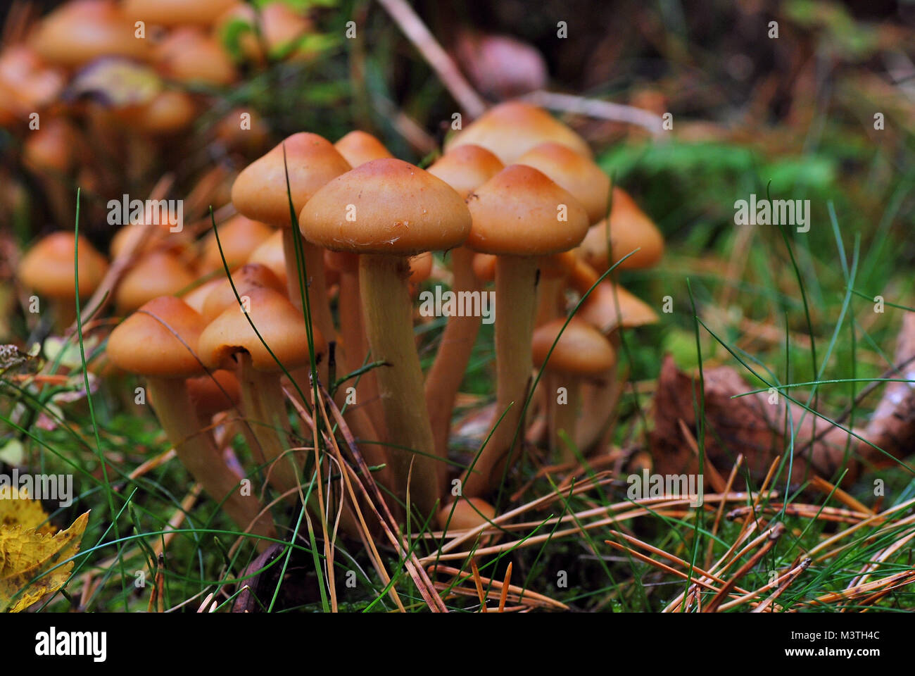Kleiner brauner pilz Fotos und Bildmaterial in hoher Auflösung Alamy