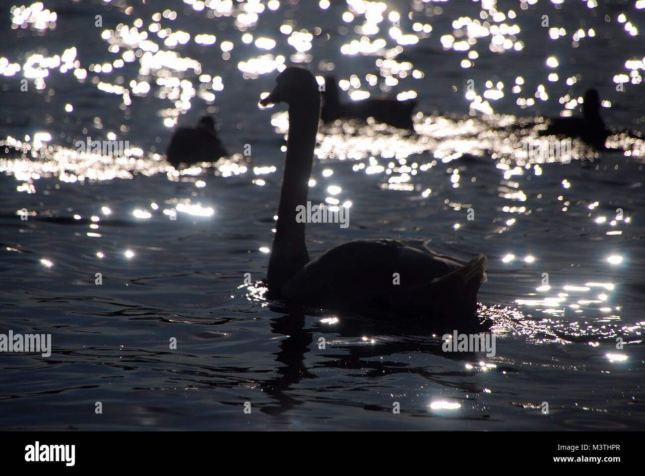 Großer weißer Schwan in der glitzernden Sonnenuntergang am See im Sommer Stockfoto