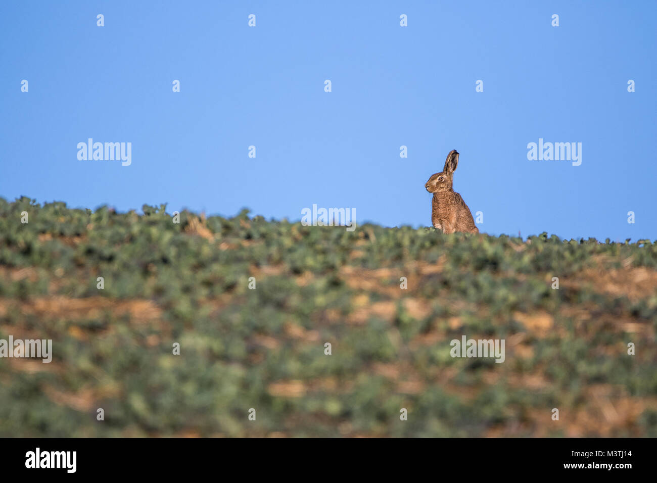 Single Feldhase (Lepus europaeus) Sitzen wachsam auf die Skyline vor blauem Himmel Stockfoto