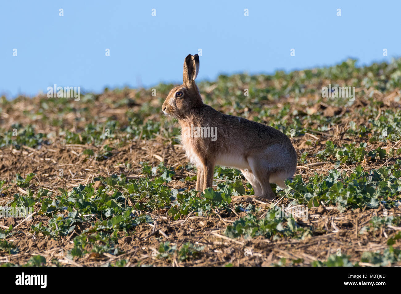 Nahaufnahme eines alert Feldhase (Lepus europaeus) stehen auf der linken Seite an einem hellen, sonnigen Tag starrte Stockfoto