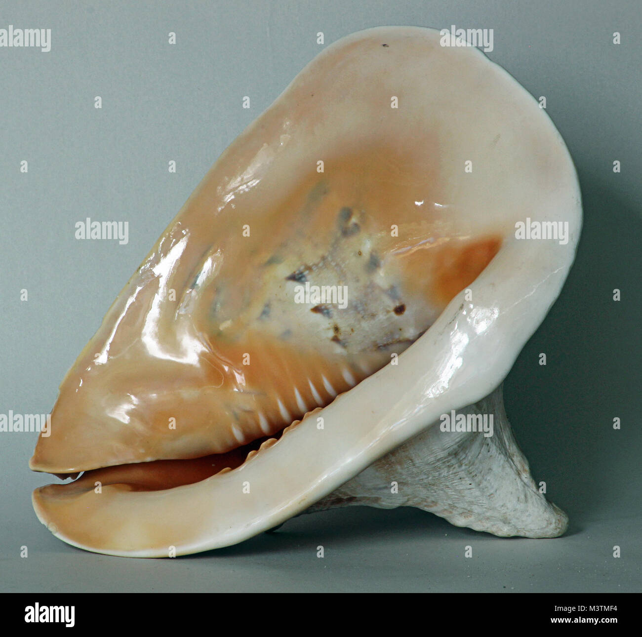 Farbe Bild der Fuß oder der Unterseite des gehörnten Helm sea shell, mit einem der großen Schulter Tuberkel angezeigt Stockfoto
