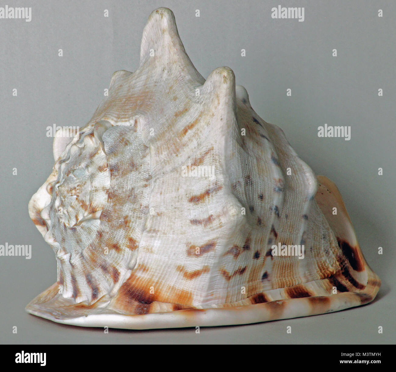 Farbe Bild des gehörnten Helm sea shell, bei der die Zeile der großen Schulter Tuberkel, Stockfoto