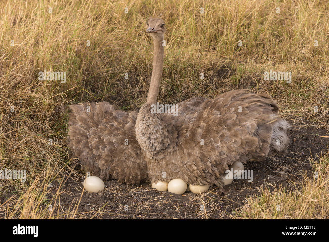 Eine weibliche Maasai ostrich sittin g auf ihrem Nest von Eiern. Stockfoto