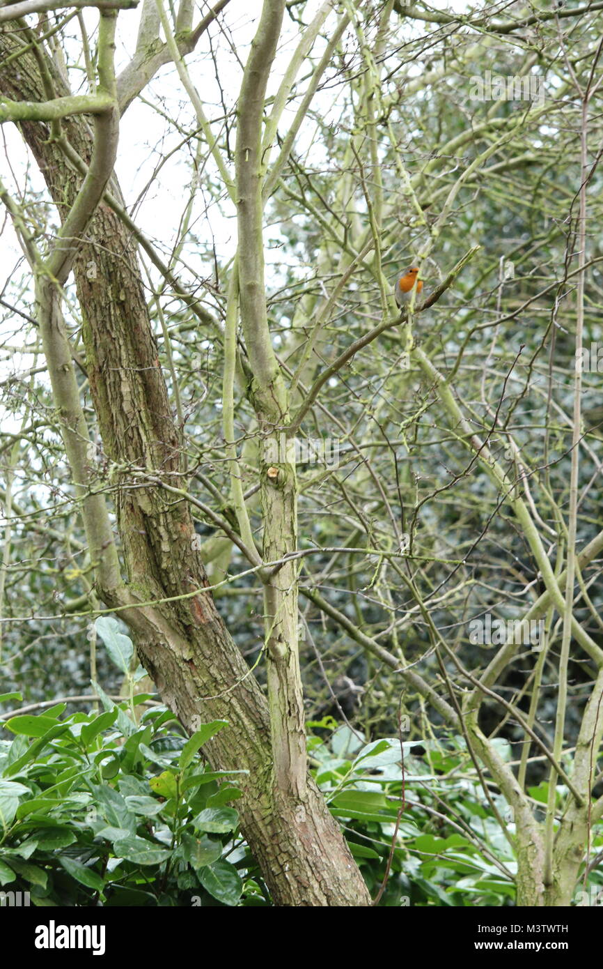 Europäische Robin (Erithacus Rubecula) sitzen auf einem Ast. Stockfoto
