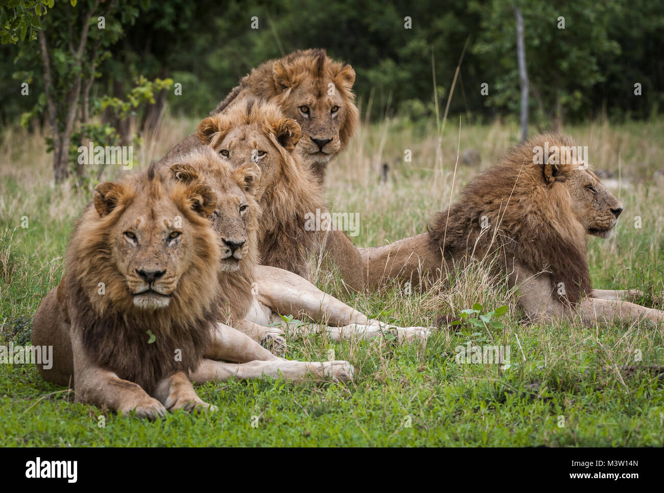 Koalition von fünf männlichen Löwen (Panthera leo). Für Gruppen mit zwei oder mehr Männer - oft Brüder oder Stolz Gehilfen - bilden Koalitionen in ihren Bemühungen um die Obt Stockfoto