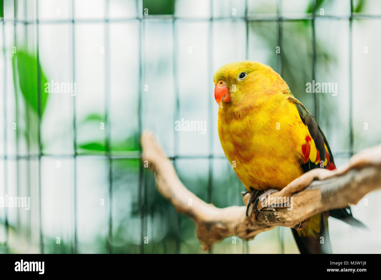 Gelbe Regent Parrot oder Rock Pebbler im Zoo. Vögel können trainiert werden. Wild Vogel im Käfig. Stockfoto