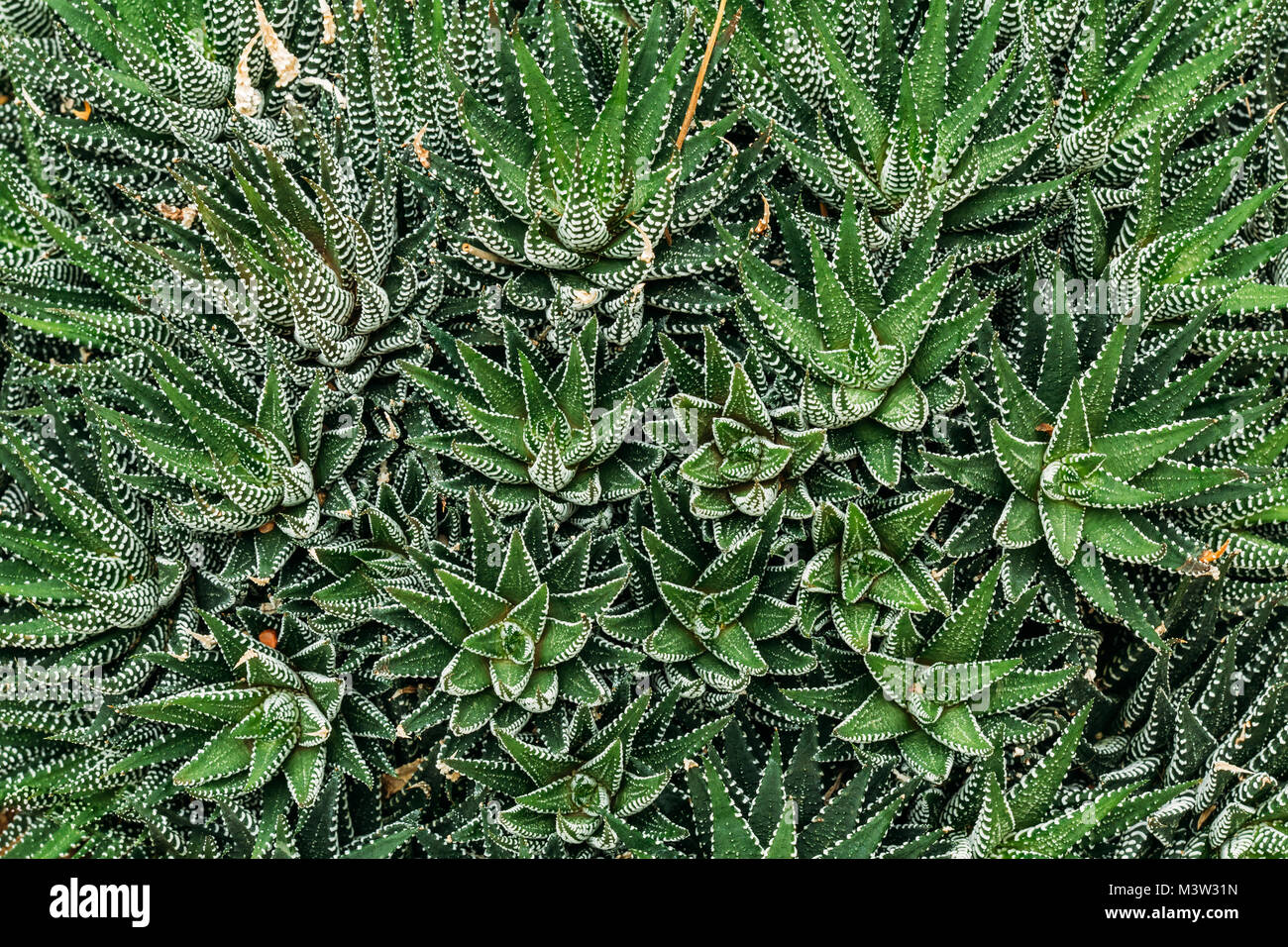 Nahaufnahme des Haworthiopsis Fasciata im Botanischen Garten. Stockfoto
