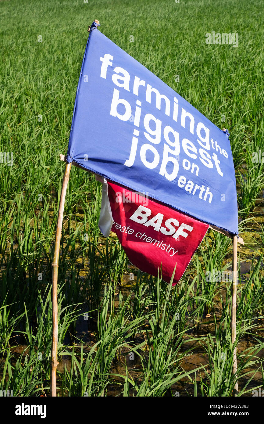 Eine Fahne des Chemiekonzerns BASF auf einem Reisfeld in den Philippinen (Pangasinan Provinz) --- Eine Fahne des Chemiekonzerns BASF in einem Reisfeld in den Philippinen (Pangasinan-Provinz) sagt: "Die Landwirtschaft ist der größte Job auf Erden. Stockfoto
