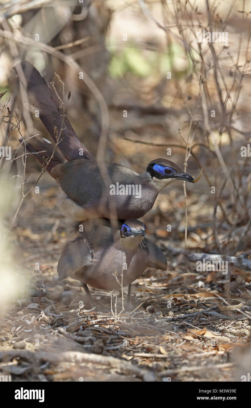 Olivenöl, schneebedeckten Coua (Coua olivaceiceps) Paar Paarung, madagassischen Endemisch Tulear, Madagaskar November Stockfoto