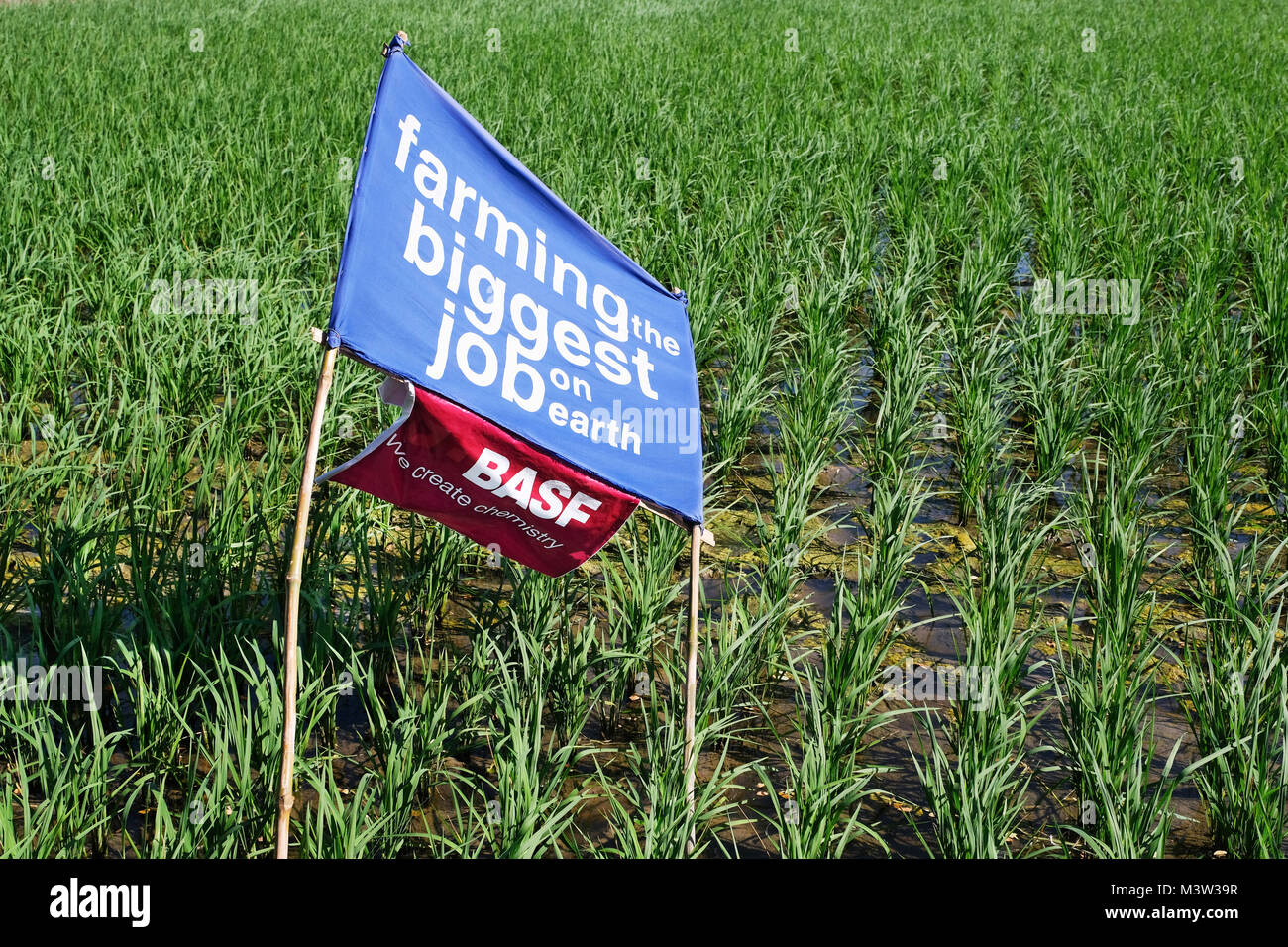 Eine Fahne des Chemiekonzerns BASF auf einem Reisfeld in den Philippinen (Pangasinan Provinz) --- Eine Fahne des Chemiekonzerns BASF in einem Reisfeld in den Philippinen (Pangasinan-Provinz) sagt: "Die Landwirtschaft ist der größte Job auf Erden. Stockfoto