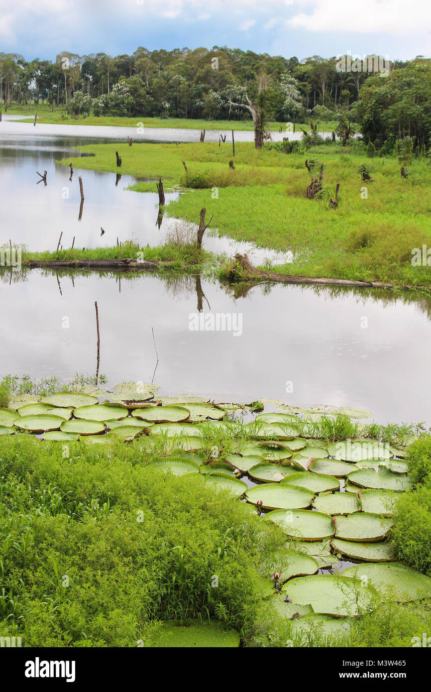 Riesige grün Lily Pads Schwimmer auf dem Wasser im Dschungel von Amazona, Brasilien, Südamerika Stockfoto