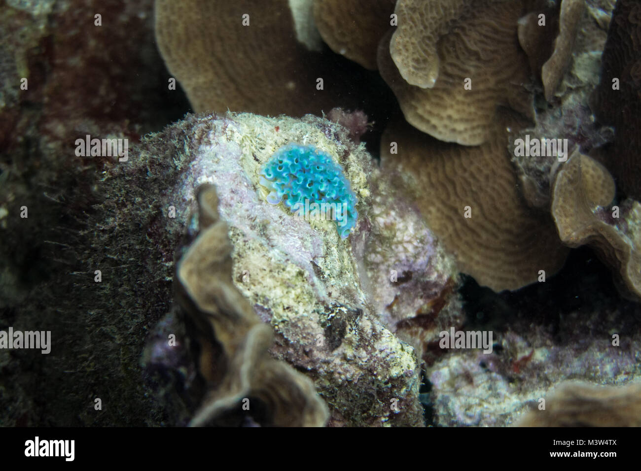 Lettuce Sea Slug (Elysia crispata) in Algen Betten zu flaches Riff Bereiche von bis zu 15 Metern (50 Fuß) tief gefunden wurde, können Sie dieses Meer sl leicht identifizieren Stockfoto