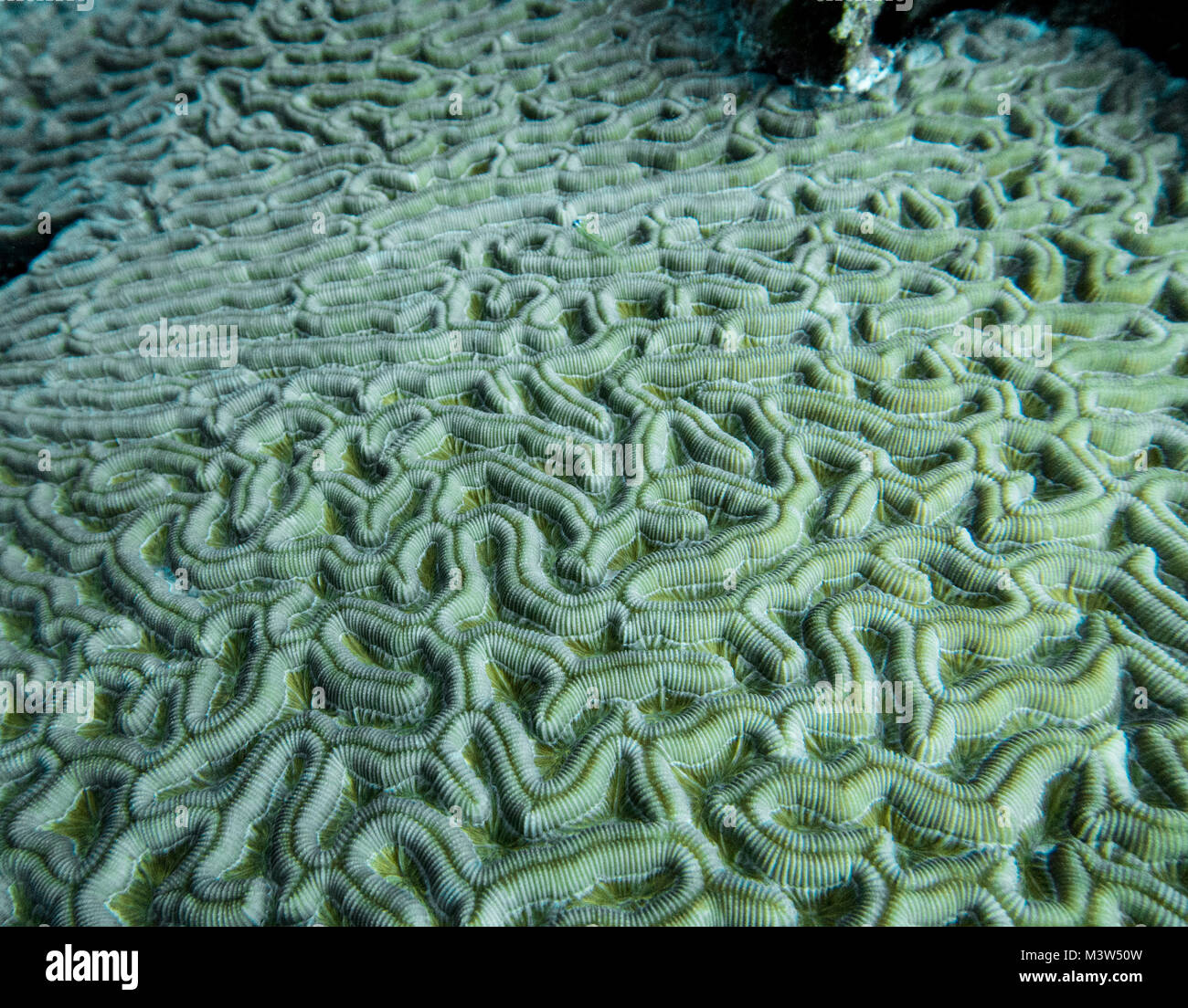 Riesige Hirnkorallen (Colpophyllia natans) sind Tiere mit weichem Rohr geformten Körper, die zusammen in großen Gruppen leben. Einzelnen riesige Hirnkorallen, c Stockfoto