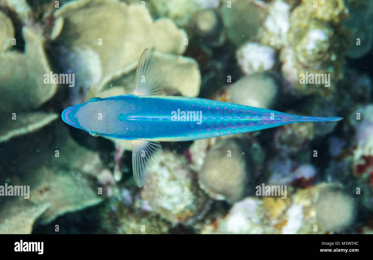 Papageifische sind eine Gruppe von marinen Arten in relativ flachen tropischen und subtropischen Ozeanen rund um die Welt gefunden. Mit über 95 Arten, diese g Stockfoto