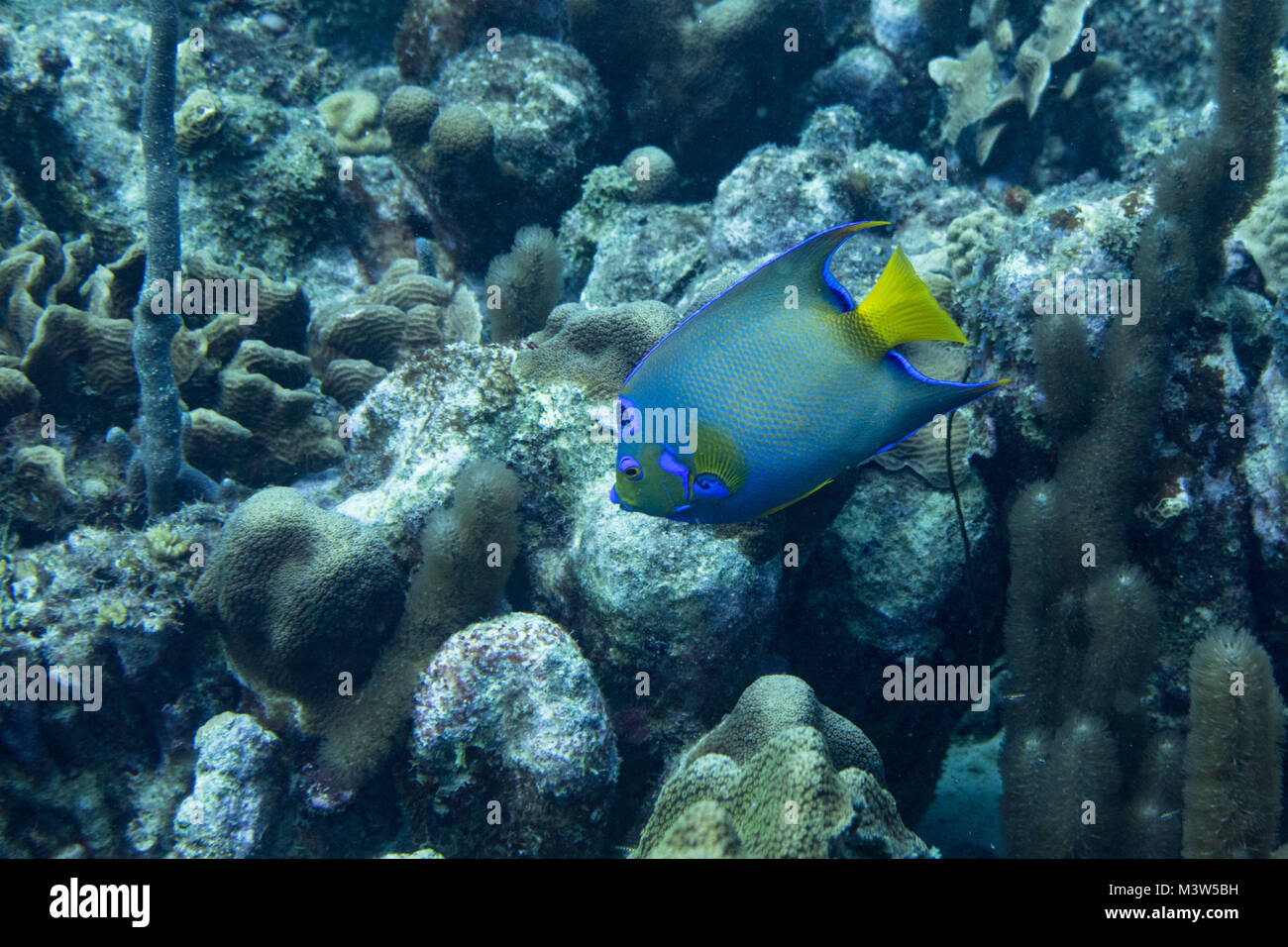 Die queen Angelfish (holacanthus Ciliaris) ist ein marine Angelfish häufig gefunden in der Nähe von Riffen in den wärmeren Teilen der westlichen Atlantik. Andere Stockfoto