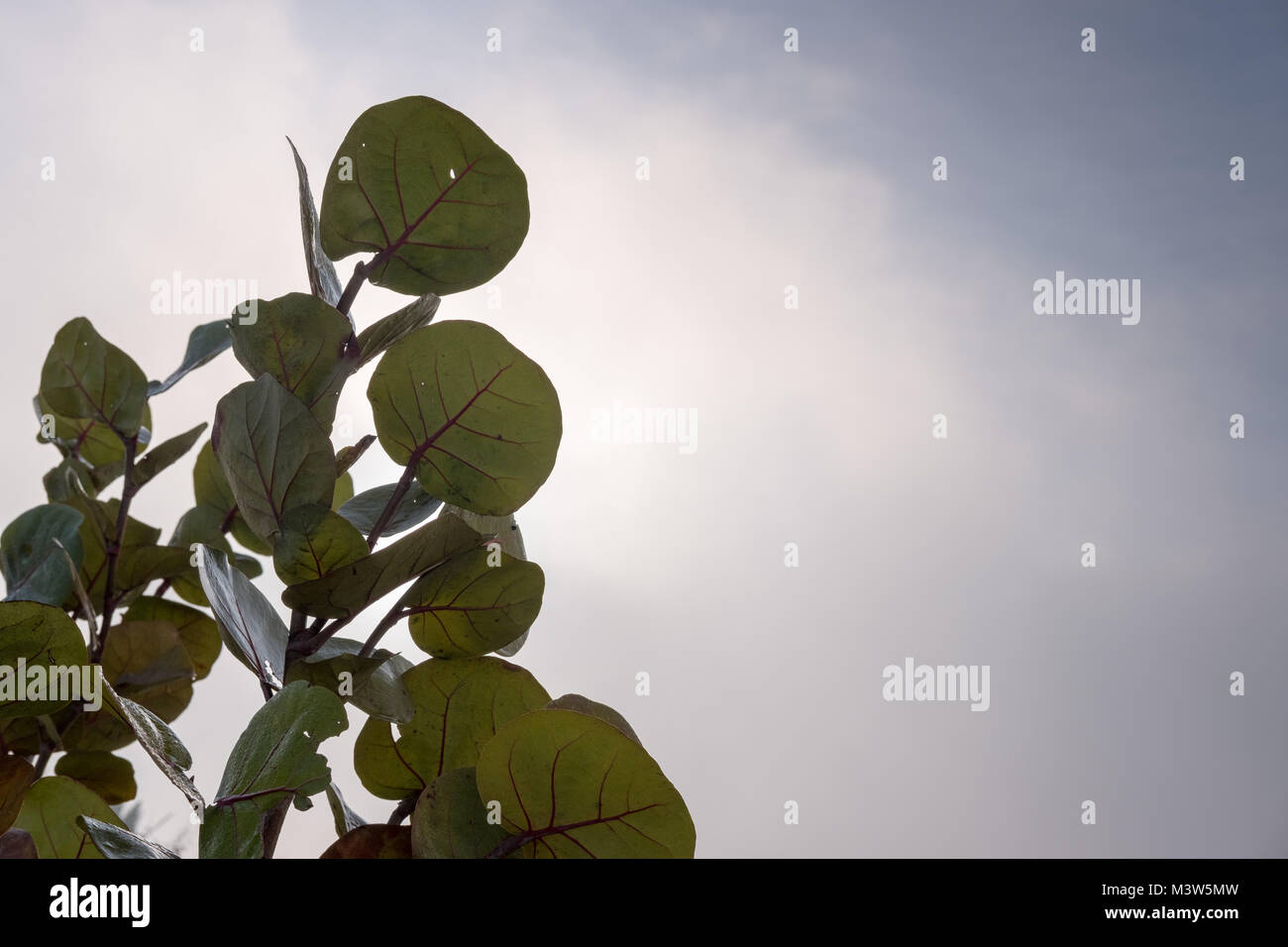 Blätter mit Stiel, mit grauem Himmel im Hintergrund Stockfoto