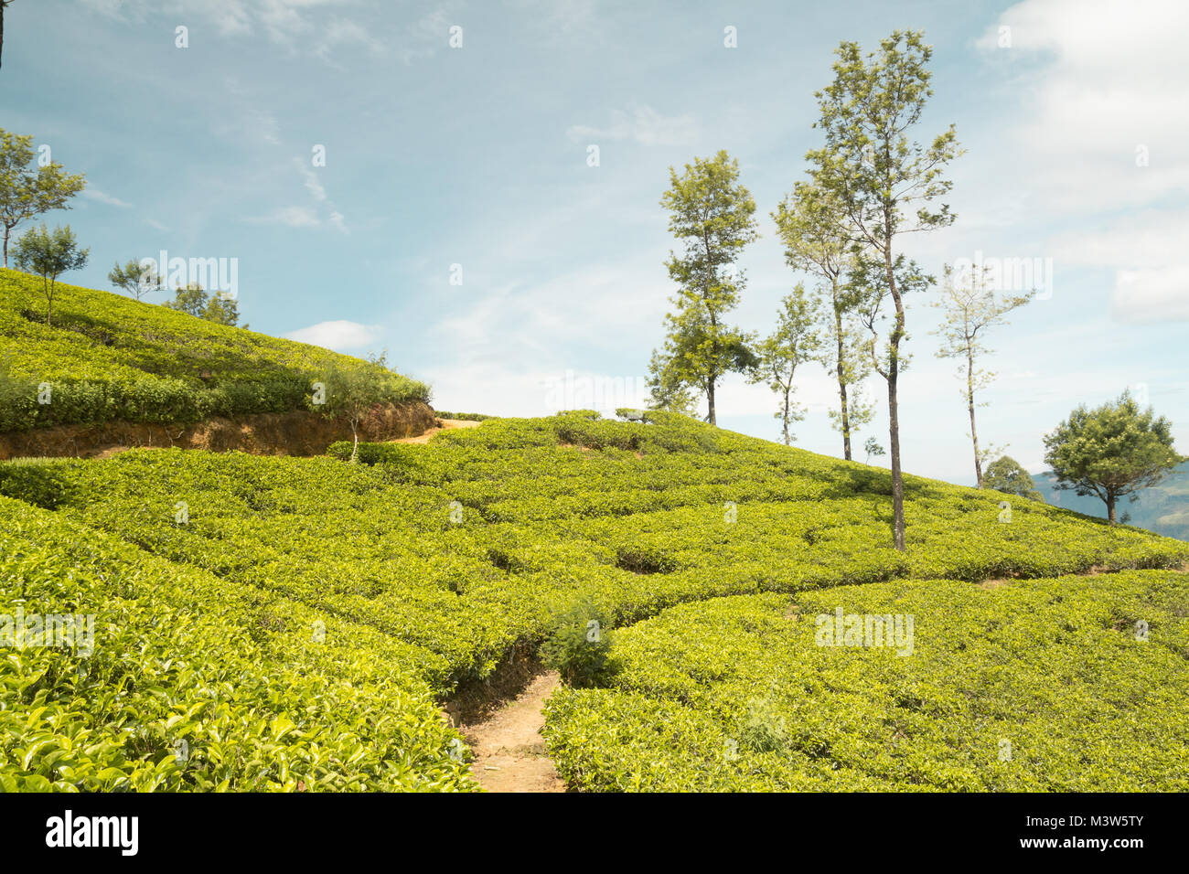 Sri Lanka Tee Plantage Stockfoto