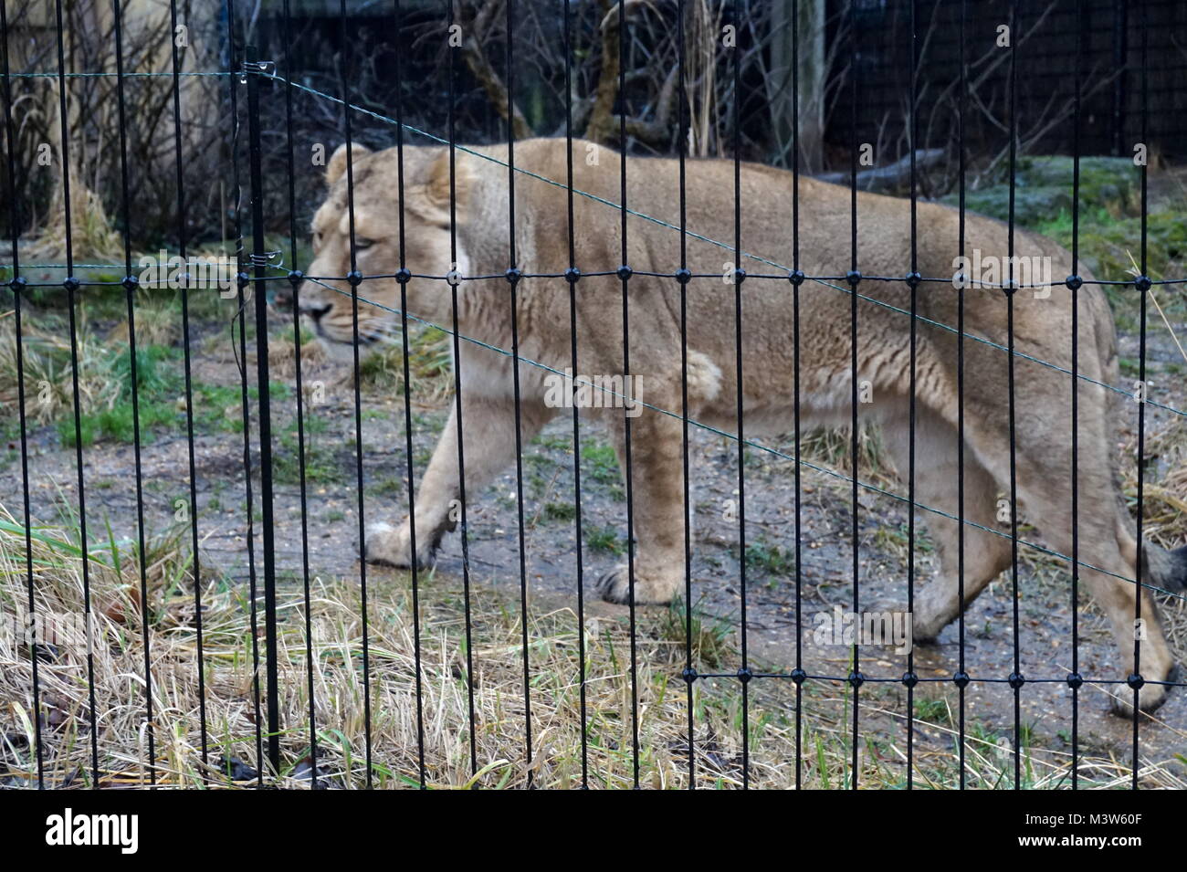 Eine weibliche Löwe im Land der Löwen Einhausung in London Zoo, London Stockfoto