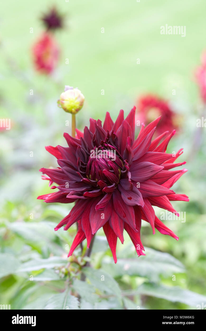 Schwarze dahlie blume Fotos und Bildmaterial in hoher Auflösung Alamy