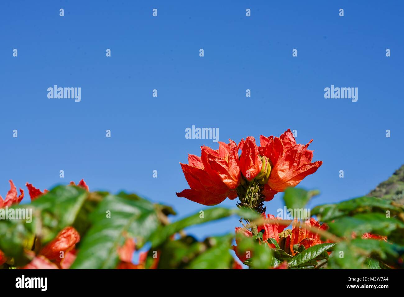 Nahaufnahme von einem brillanten Blüte von einem tulpenbaum Stockfoto