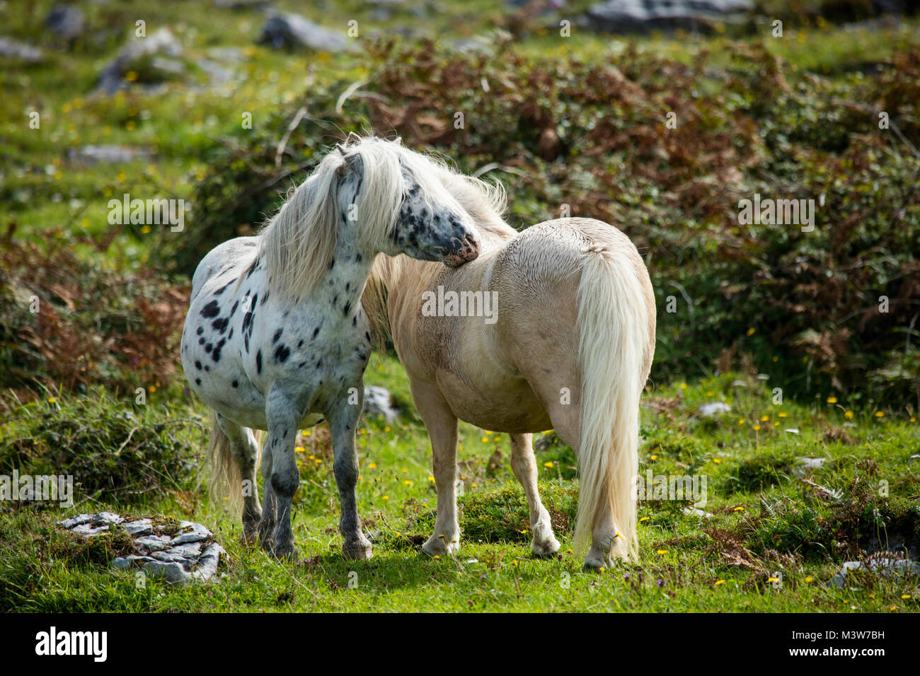 Ponys in einem Feld, die Burren, County Clare, Irland. Stockfoto