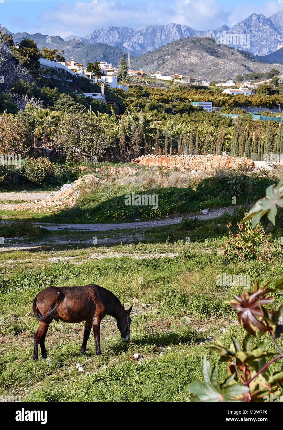 Braunes Pferd in den Sierras de Tejeda, Almijara y Almaha, Andalusien, Spanien Stockfoto