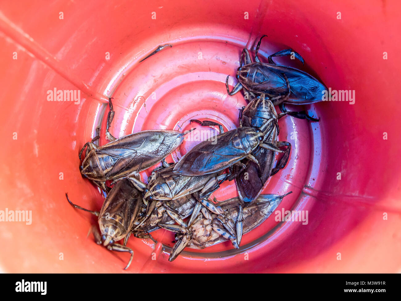 Angebot von lebenden Insekten auf dem Straßenmarkt in Laos. Die Speisekäfer im asiatischen Geschäft. Großer Riesenwasserkäfer - Lethocerus indicus, der sich gegenseitig kriecht Stockfoto