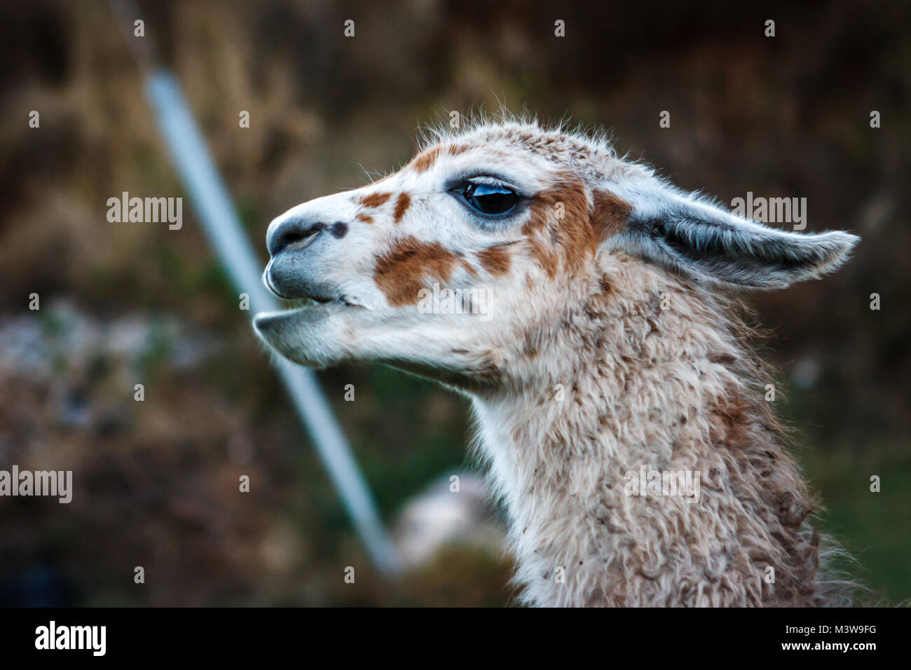 Portrait von ein Lama, Cusco, Peru Stockfoto